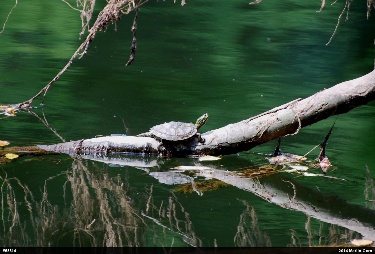 Northern Map Turtle