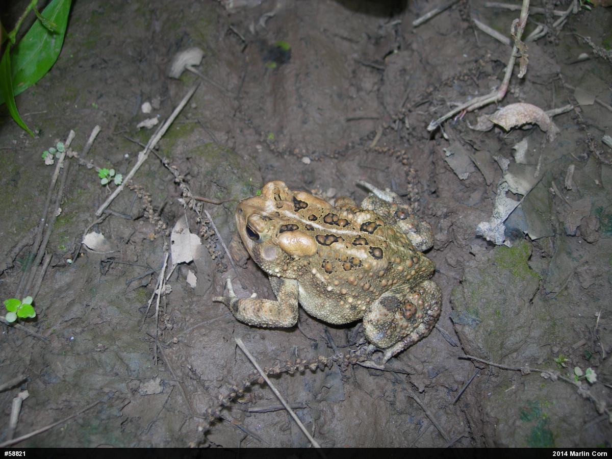 Eastern American Toad