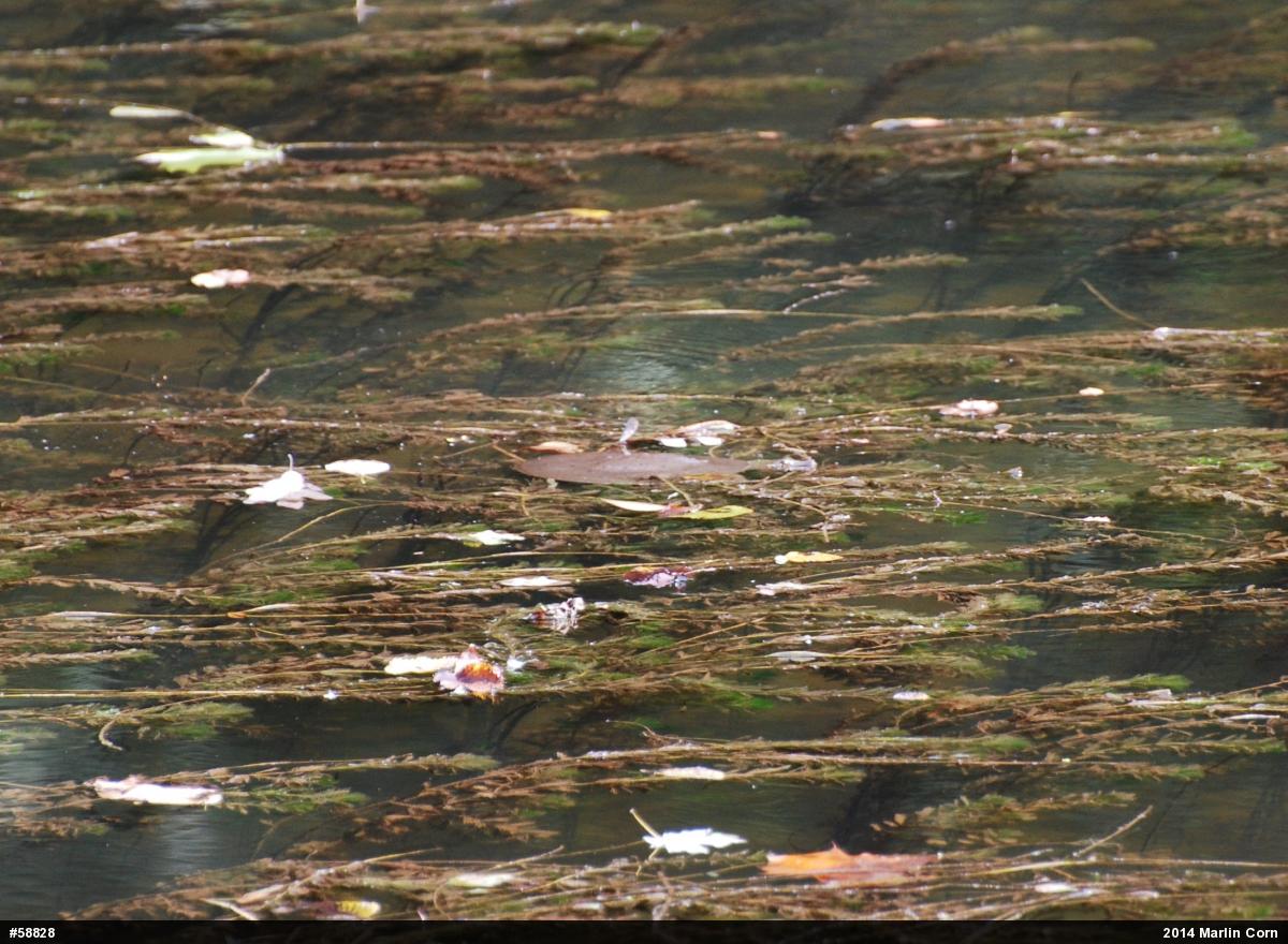 Eastern Spiny Softshell