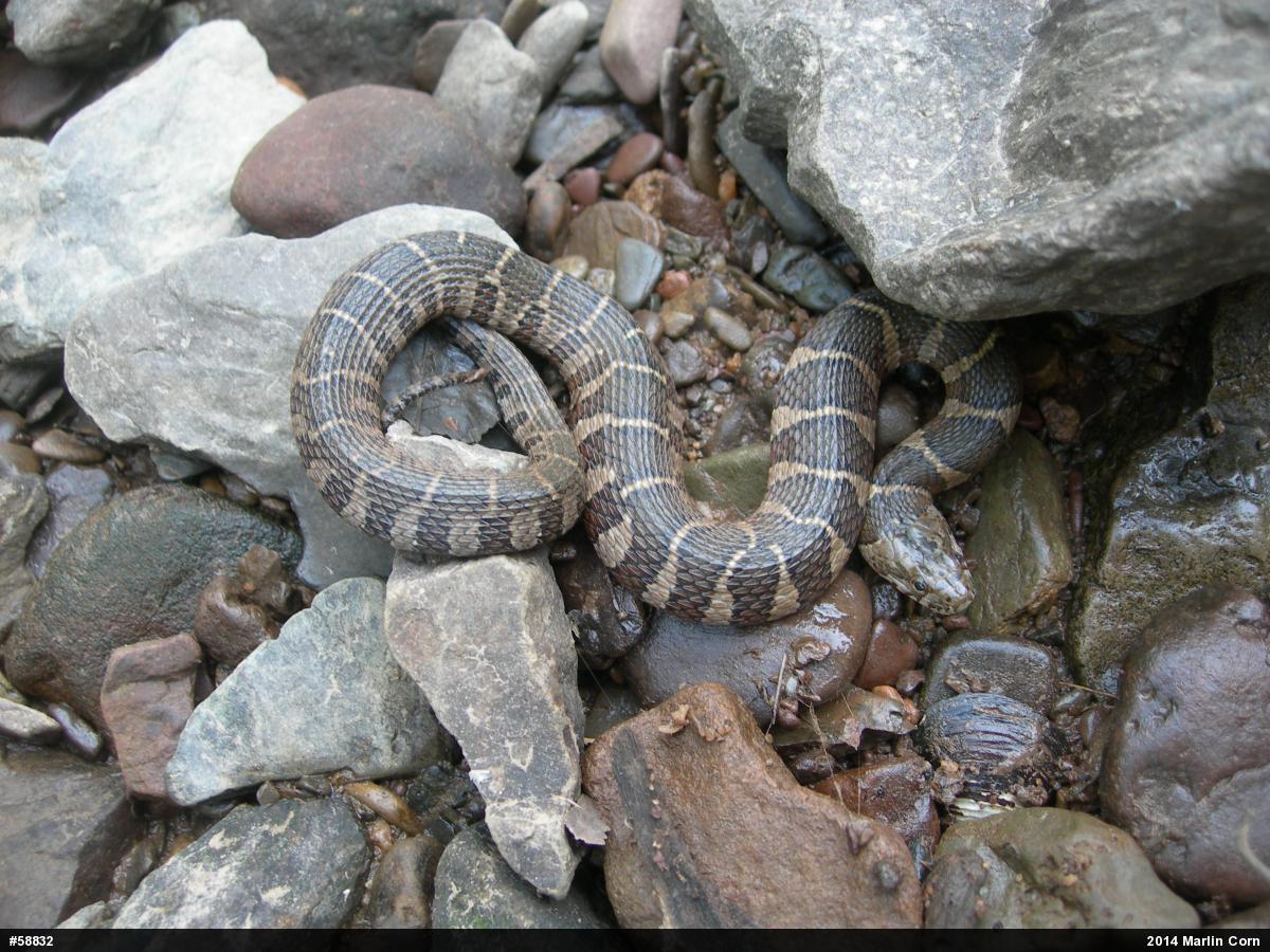 Northern Watersnake