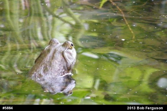 American Bullfrog