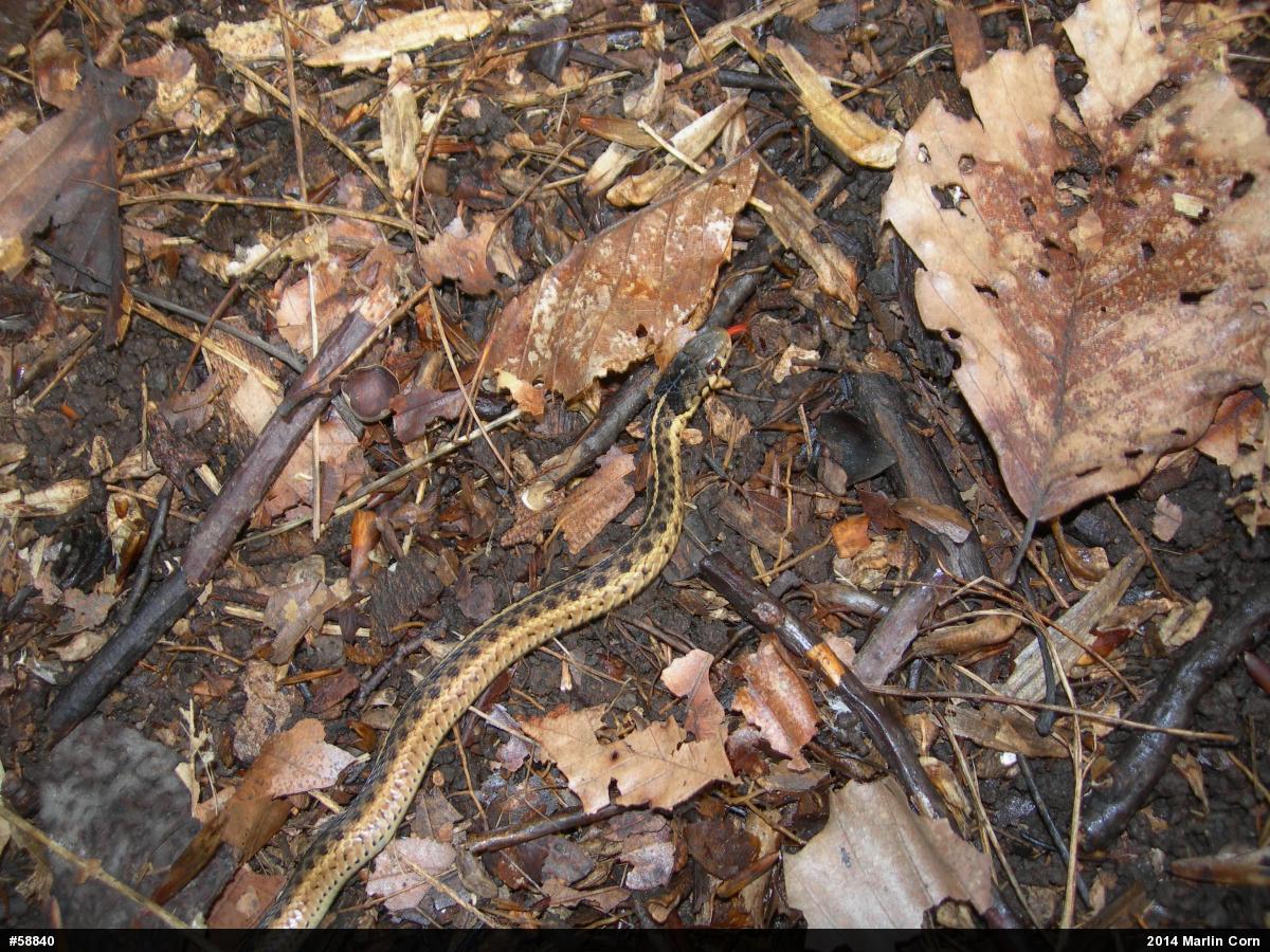 Eastern Gartersnake