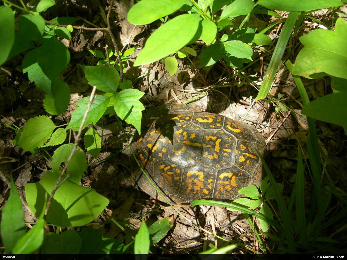 Eastern Box Turtle