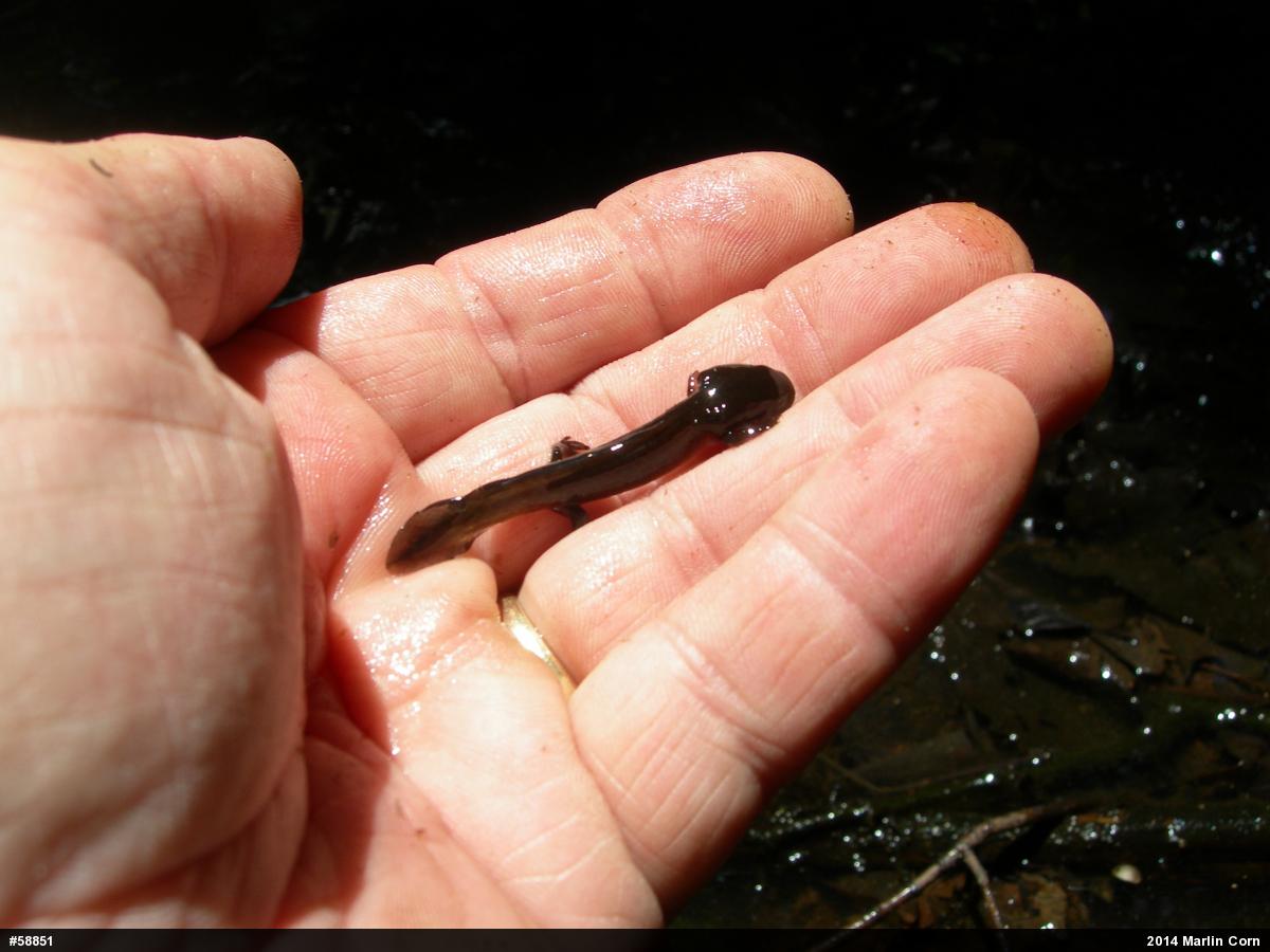 Mole Salamanders