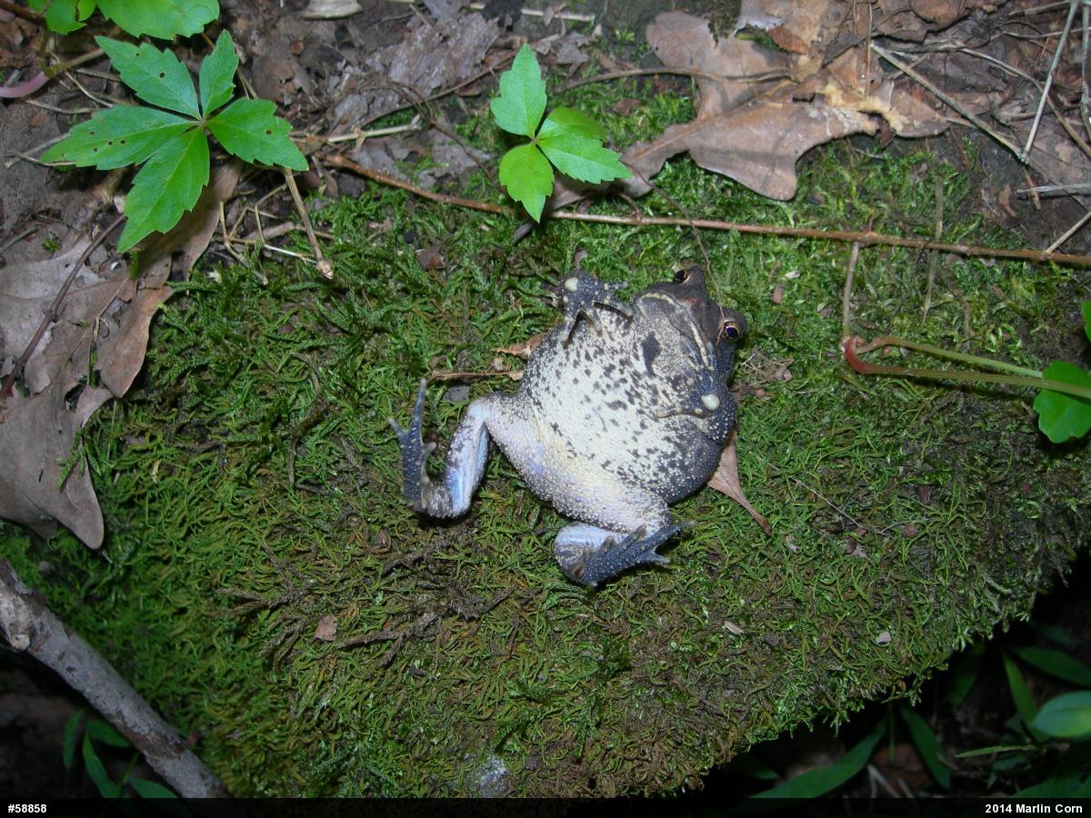 Eastern American Toad