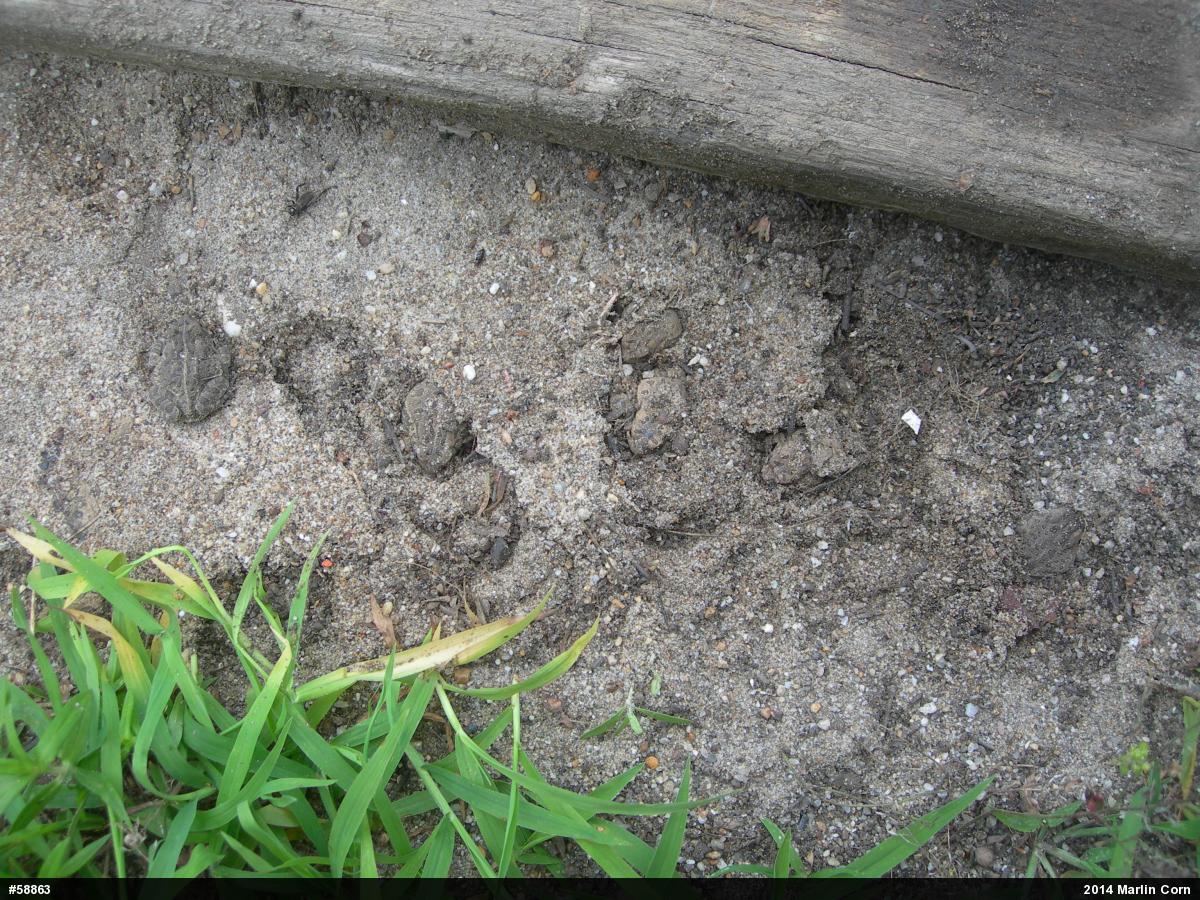 Fowler's Toad
