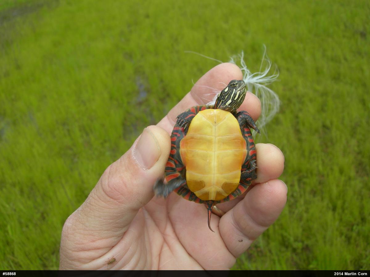 Eastern Painted Turtle