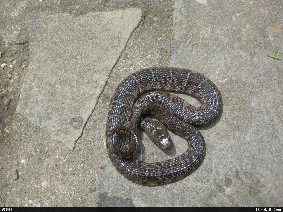 Northern Watersnake
