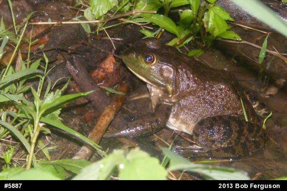 American Bullfrog