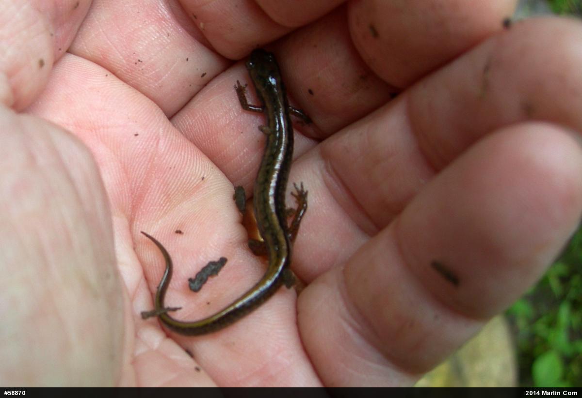 Northern Two-lined Salamander