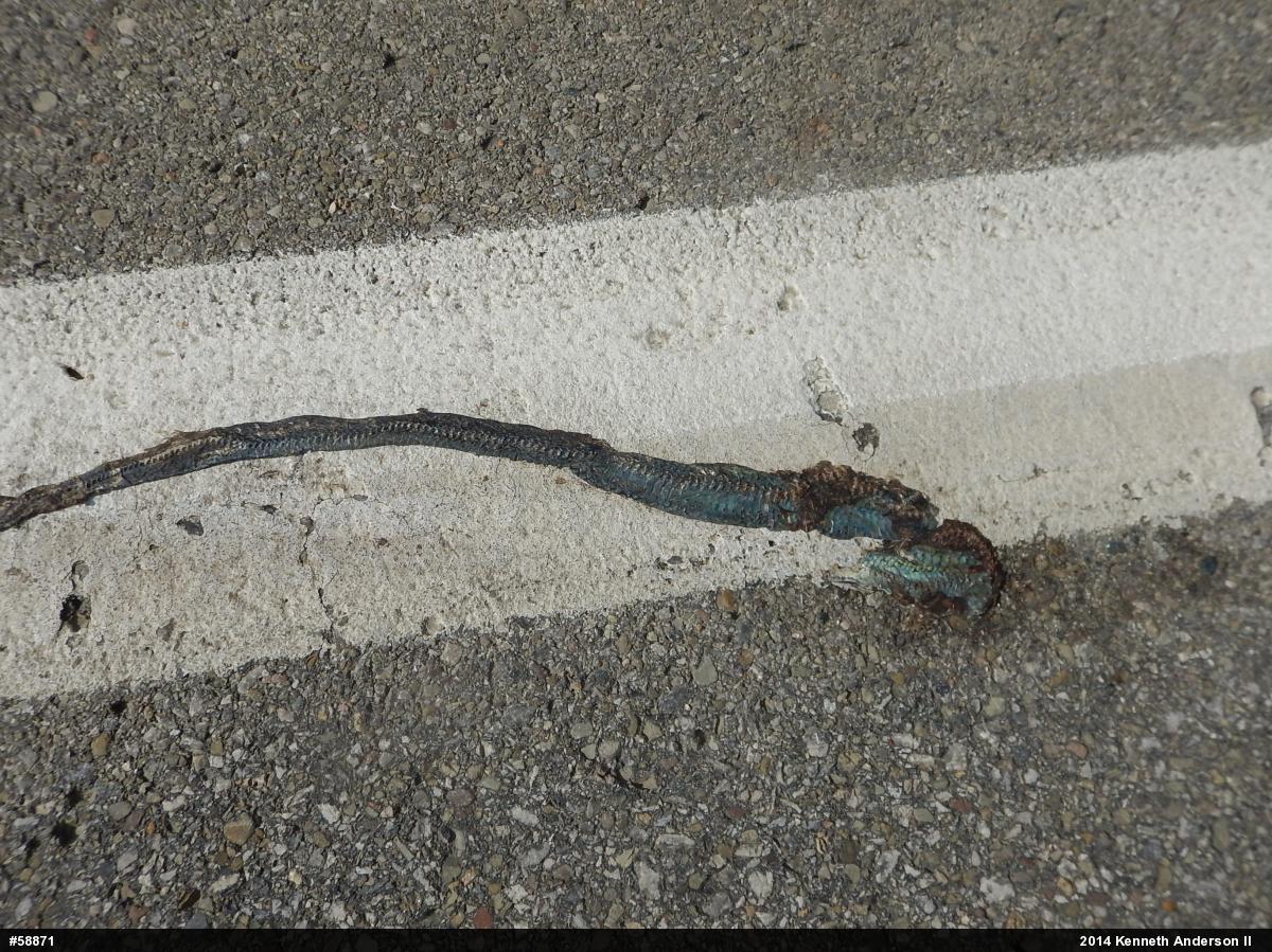 Eastern Gartersnake
