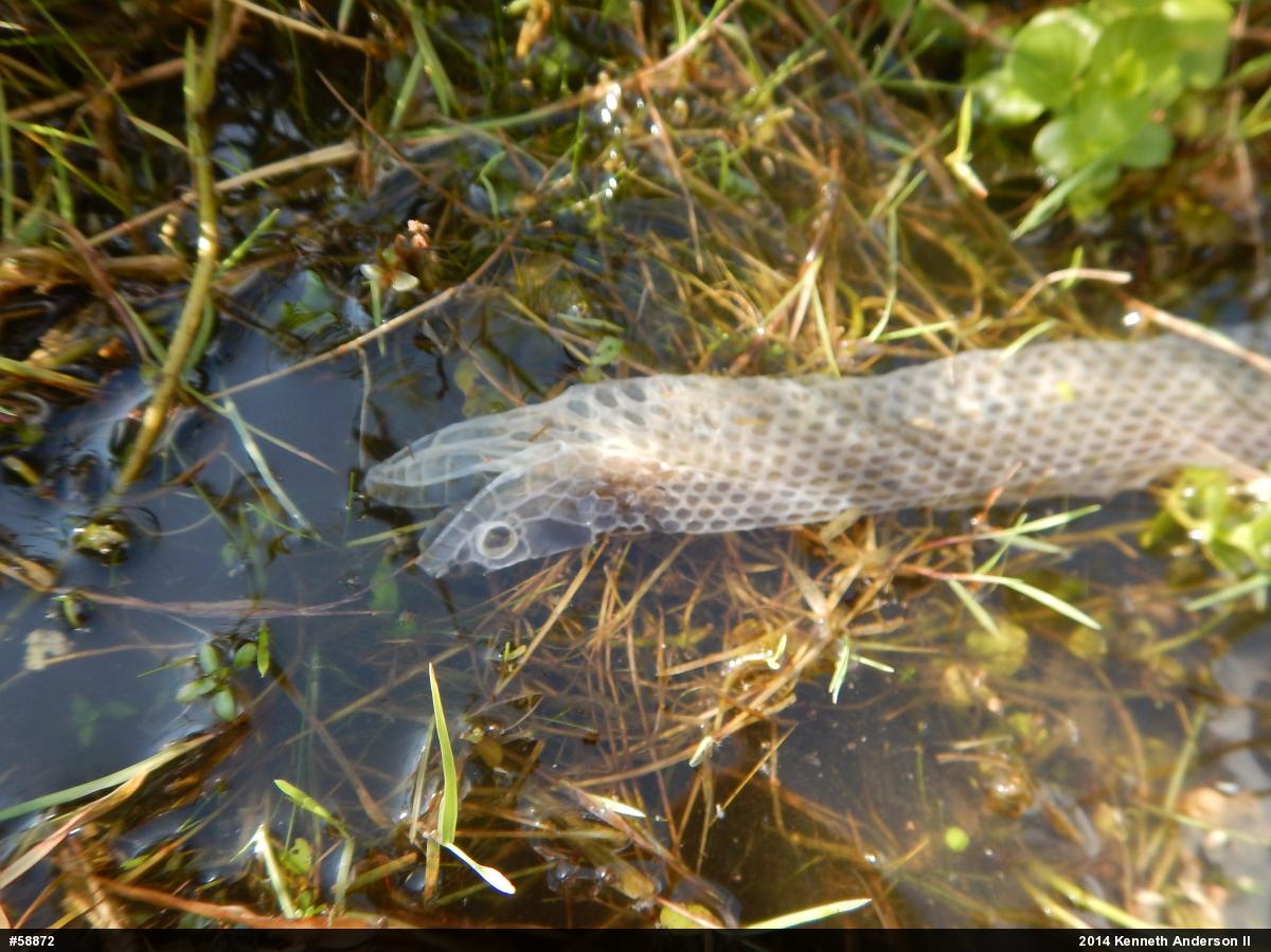 Northern Watersnake