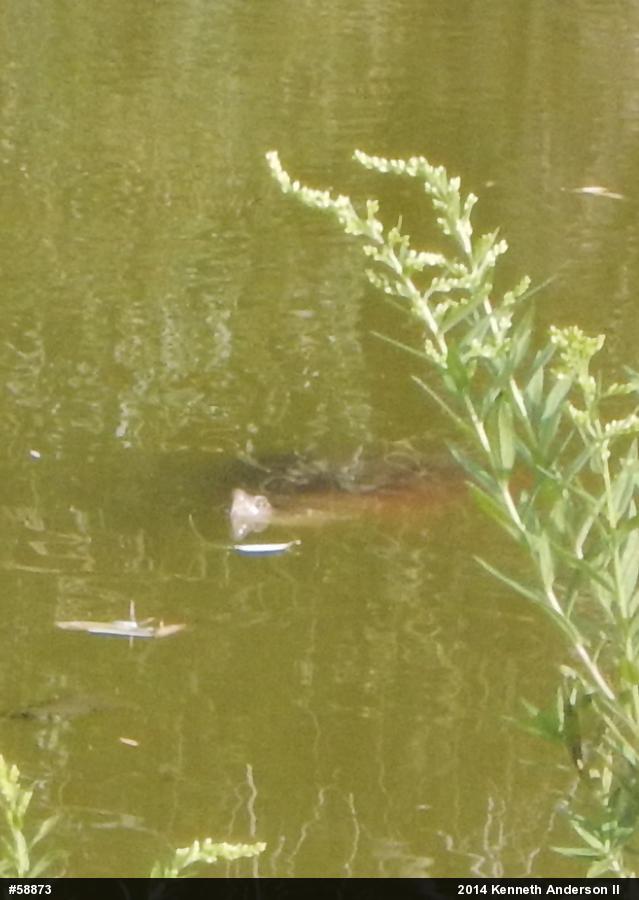 Snapping Turtle