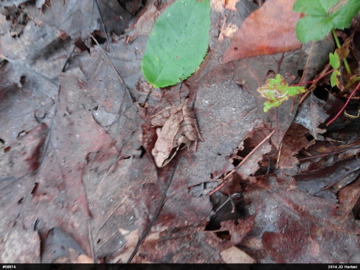 Wood Frog