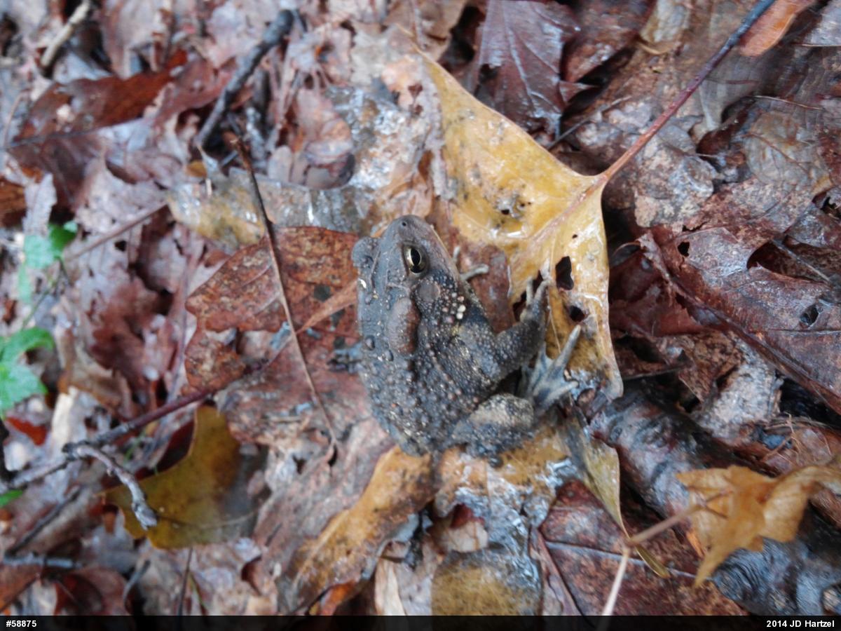 Eastern American Toad