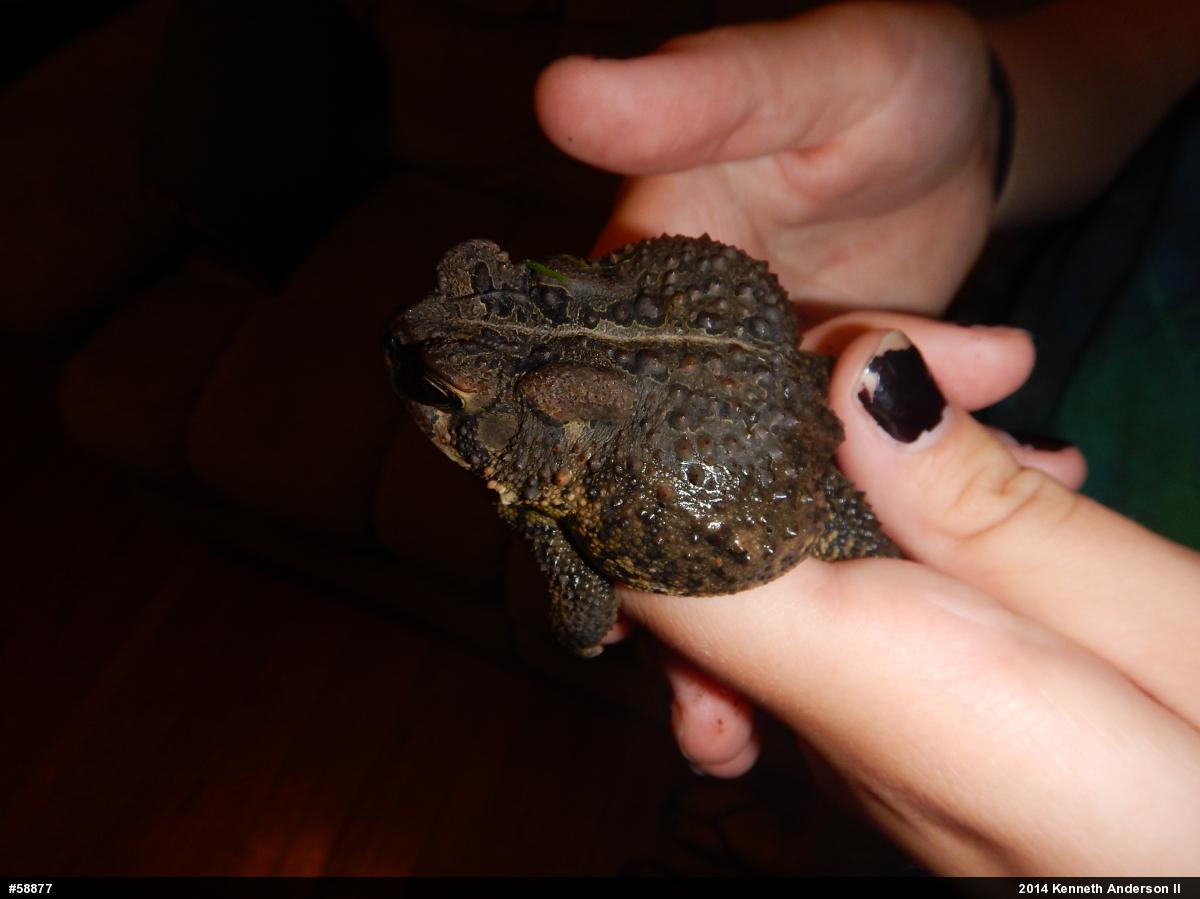 Eastern American Toad