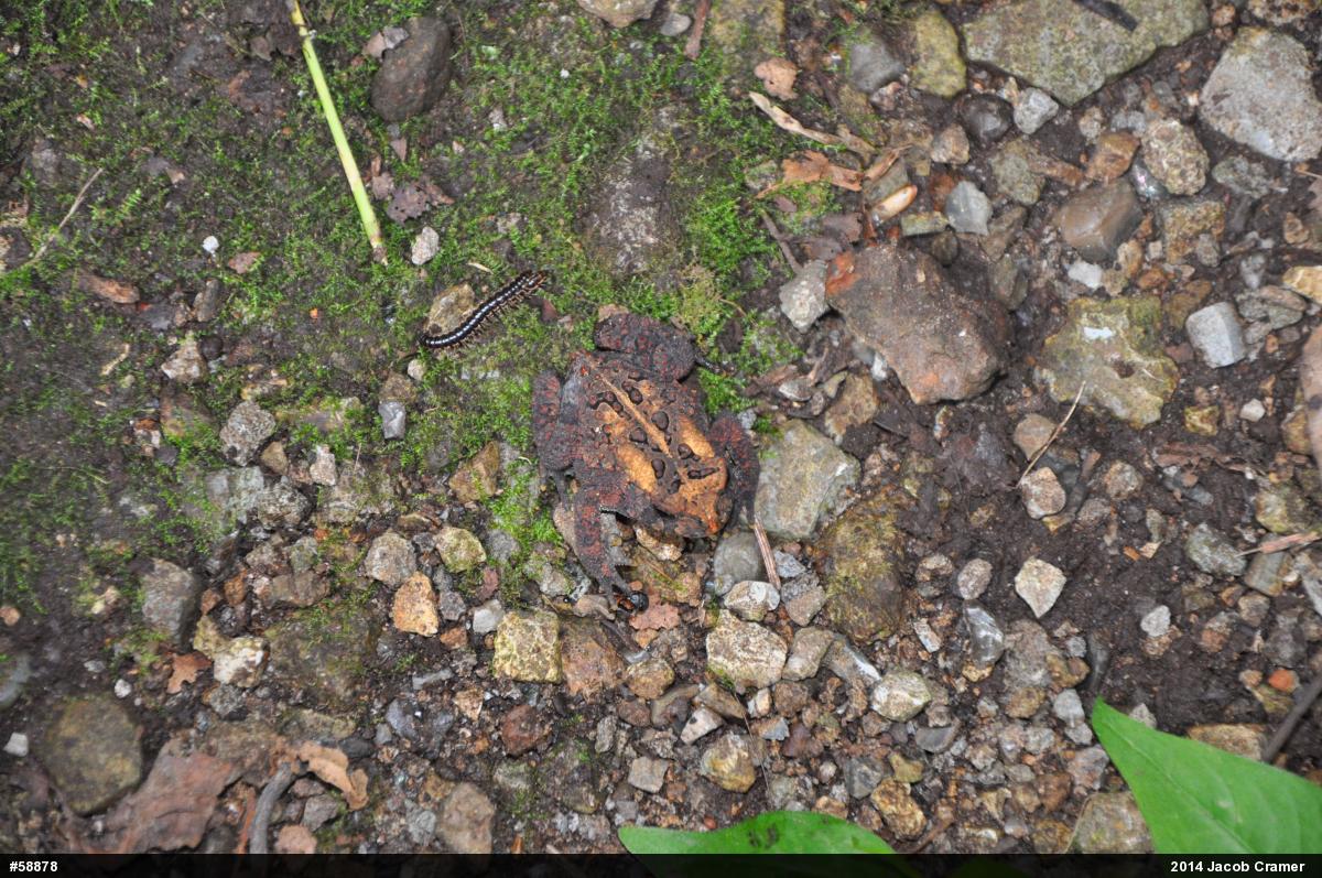 Eastern American Toad