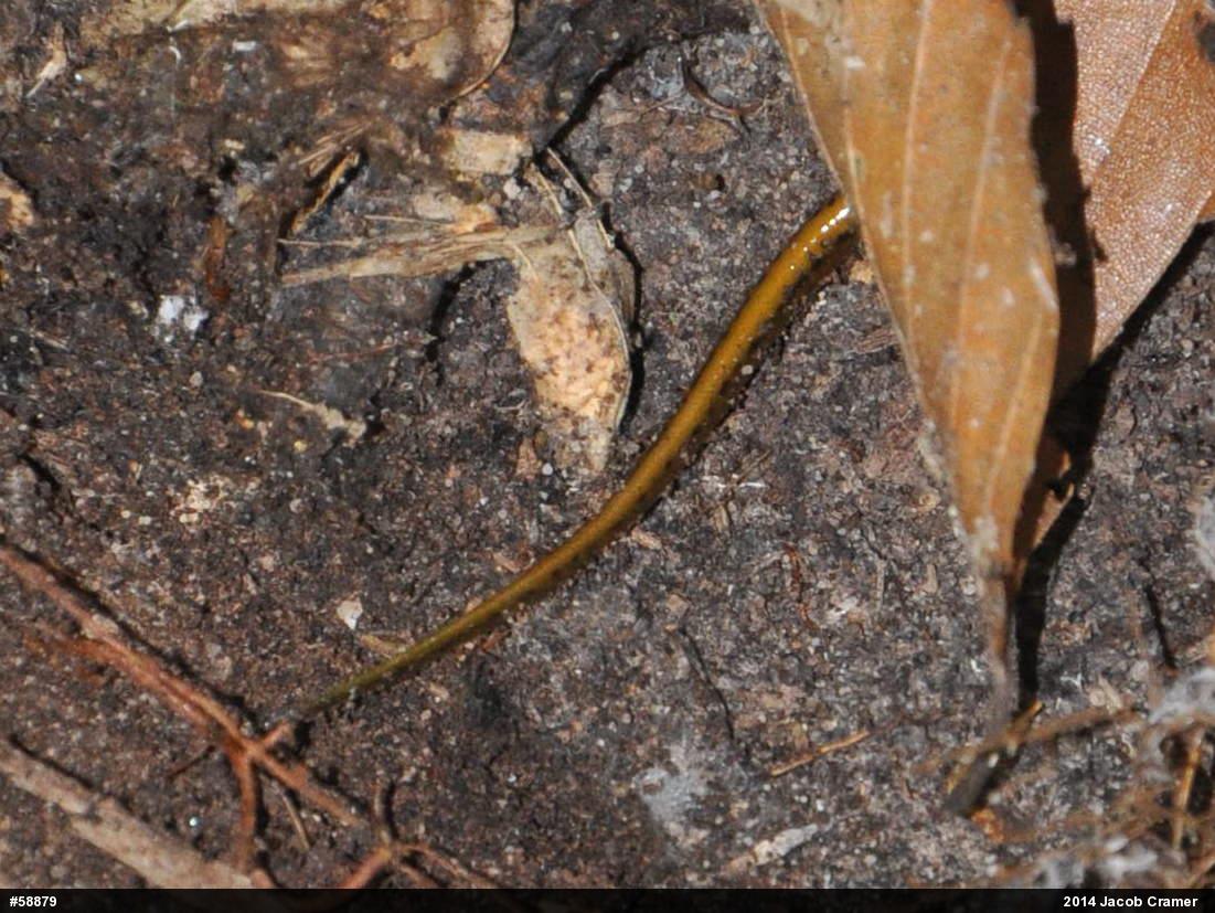 Northern Two-lined Salamander