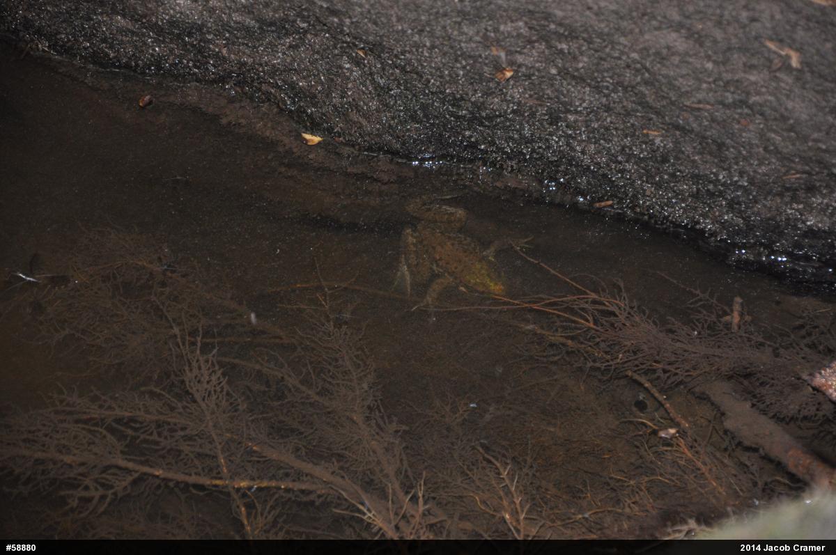 Green Frog