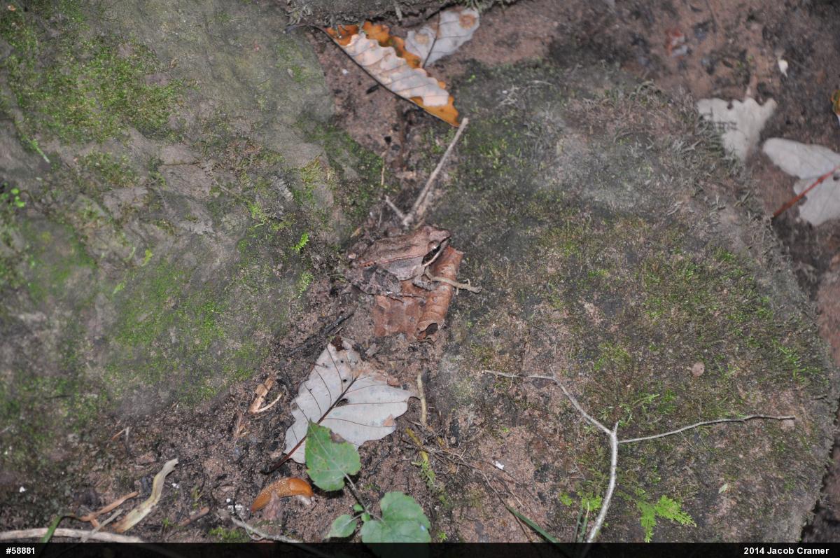Wood Frog