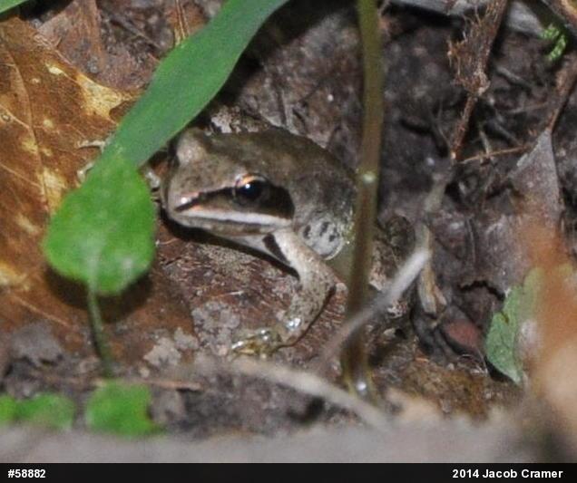 Wood Frog