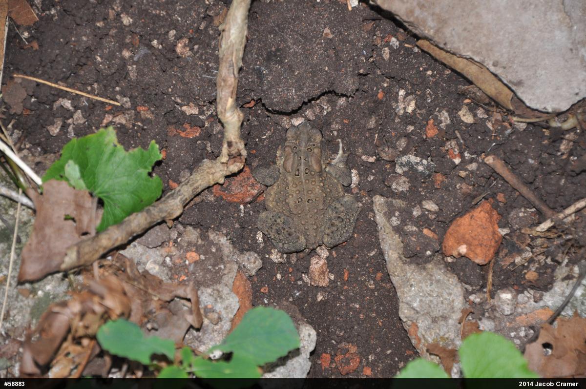 Eastern American Toad