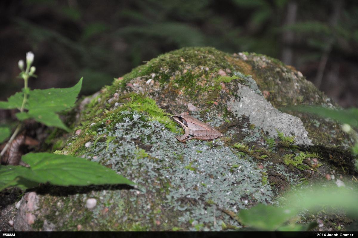 Wood Frog