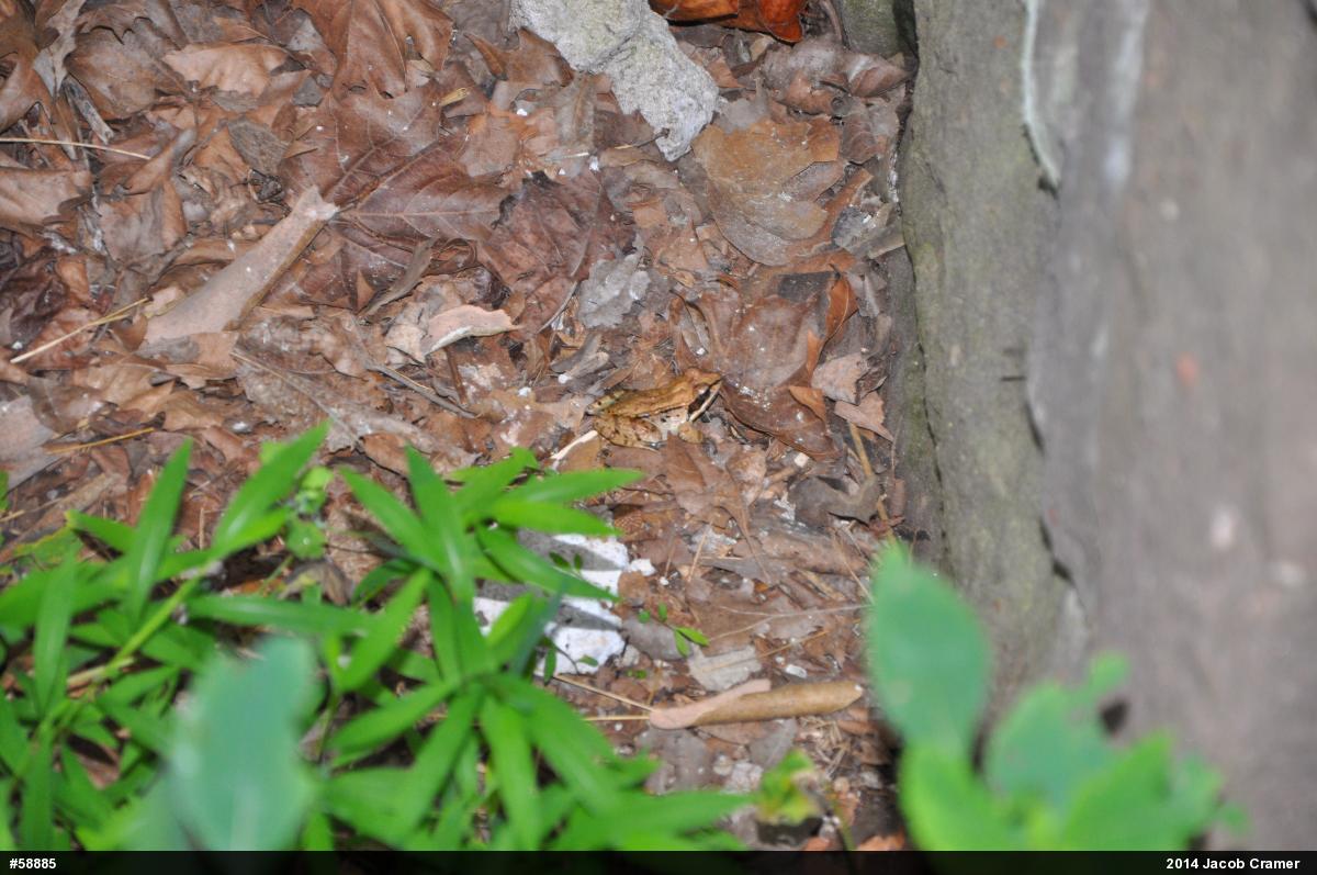 Wood Frog