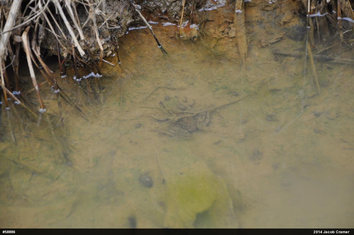 Green Frog