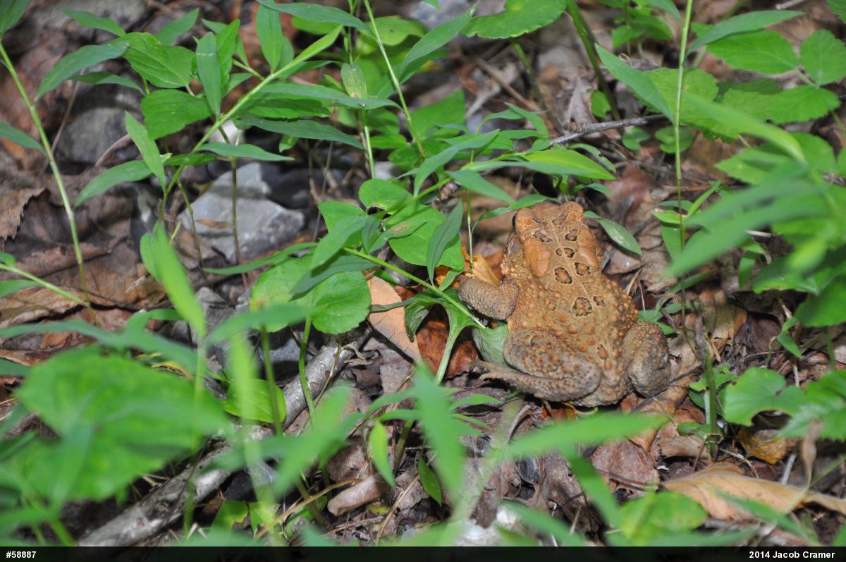 Eastern American Toad