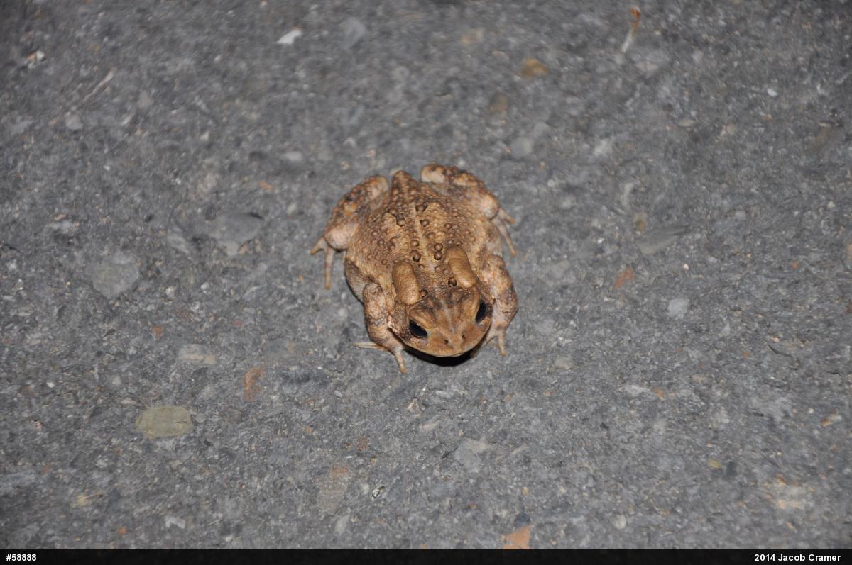 Eastern American Toad