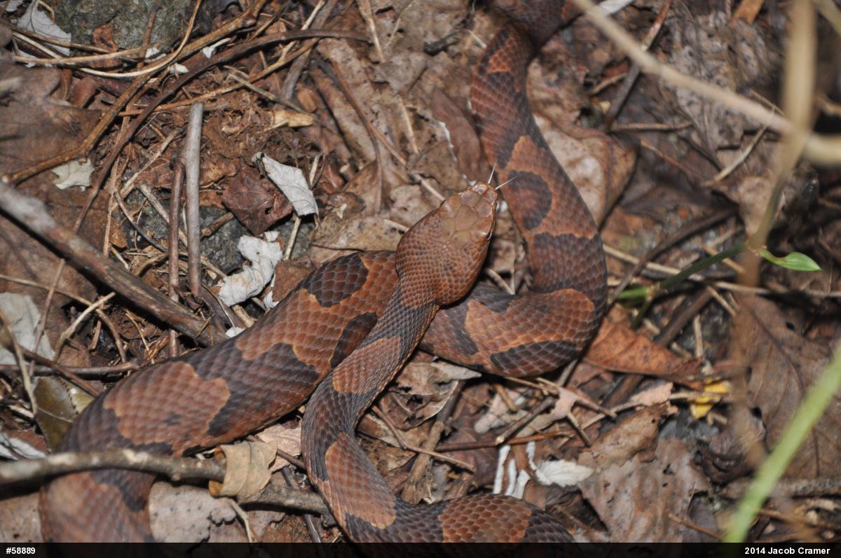 Northern Copperhead