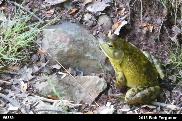 American Bullfrog