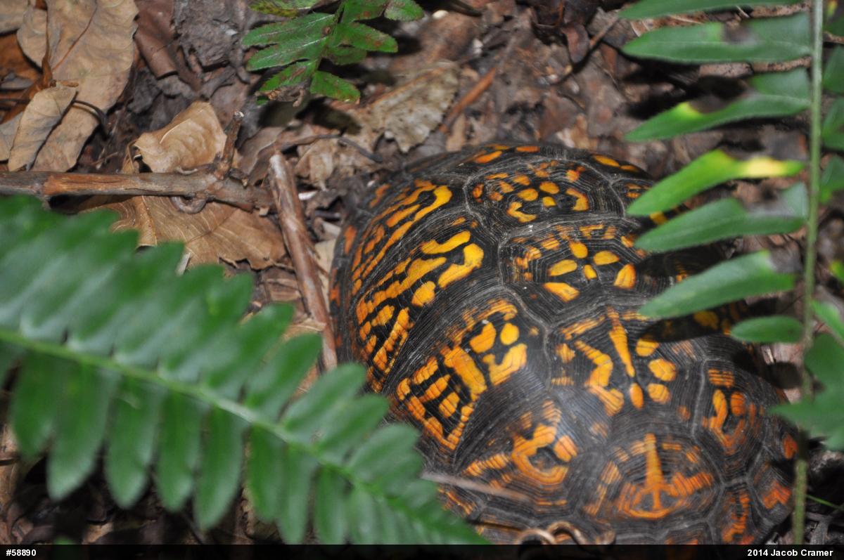 Eastern Box Turtle