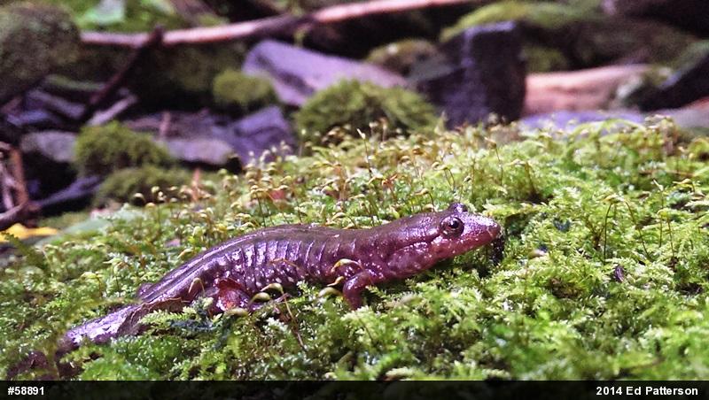 Seal Salamander