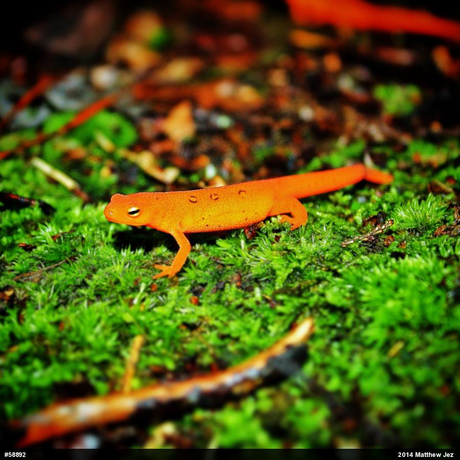 Red-spotted Newt