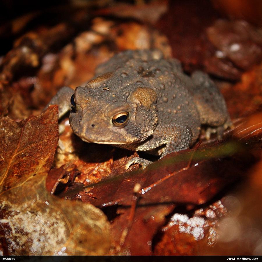 Eastern American Toad