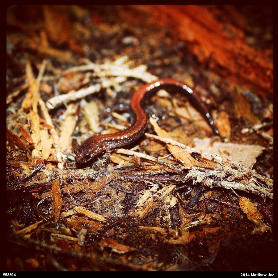 Eastern Red-backed  Salamander