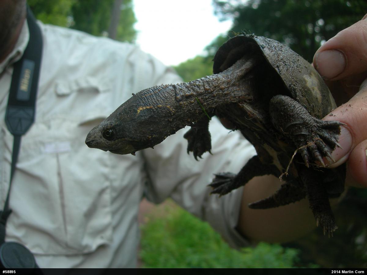 Eastern Musk Turtle