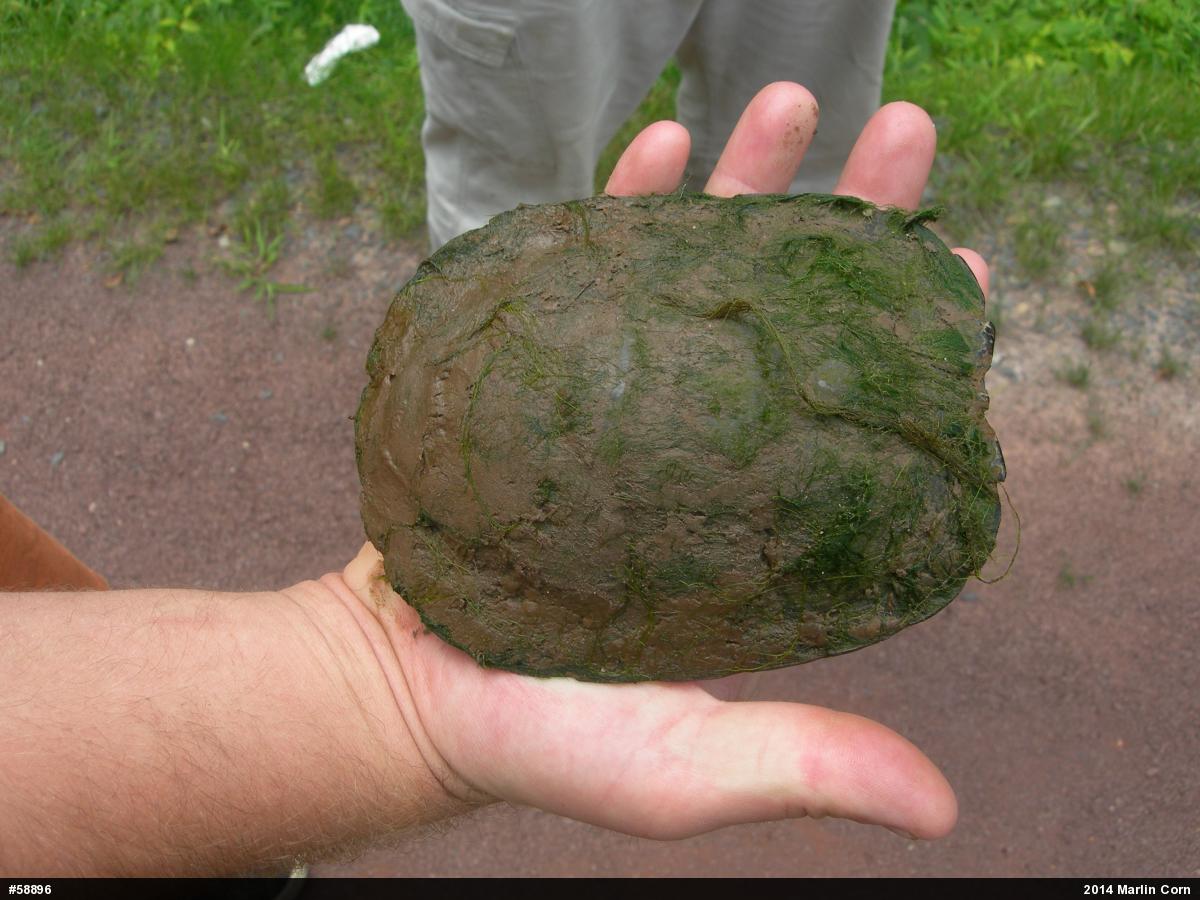 Red-eared Slider