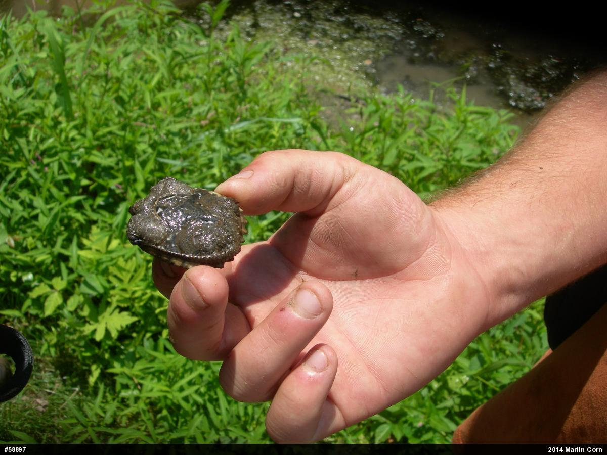 Snapping Turtle