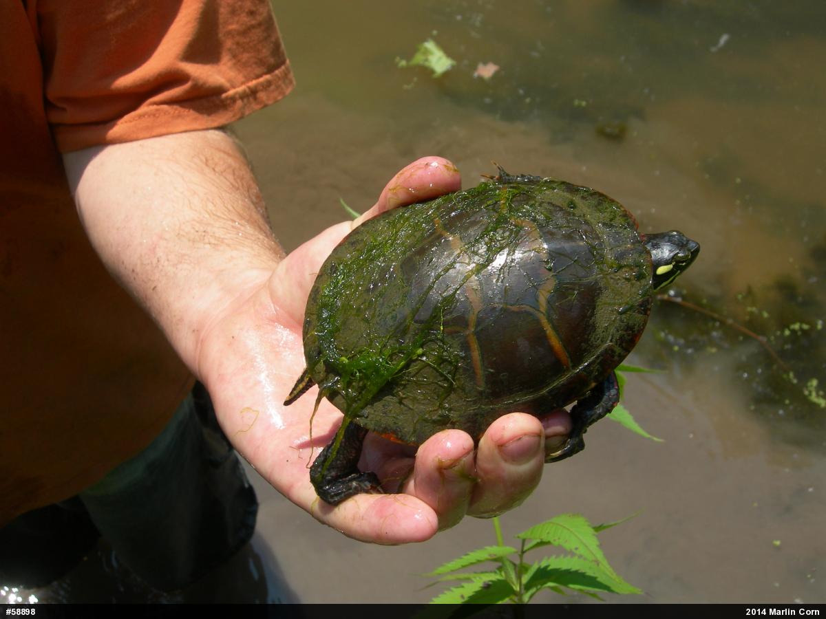 Painted Turtle