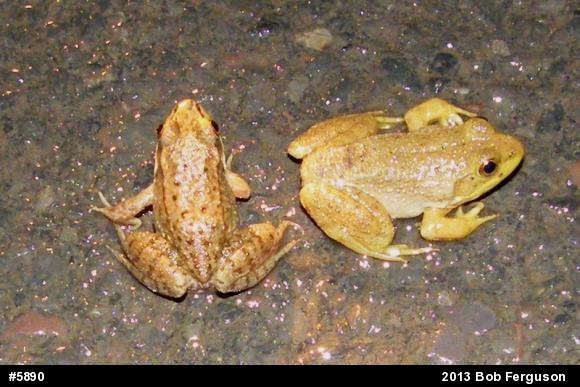 American Bullfrog