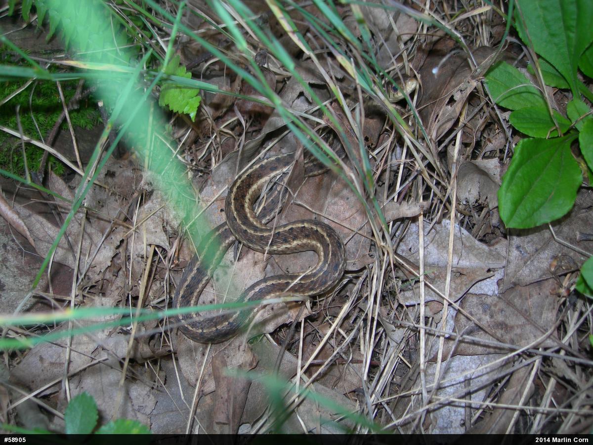 Eastern Gartersnake