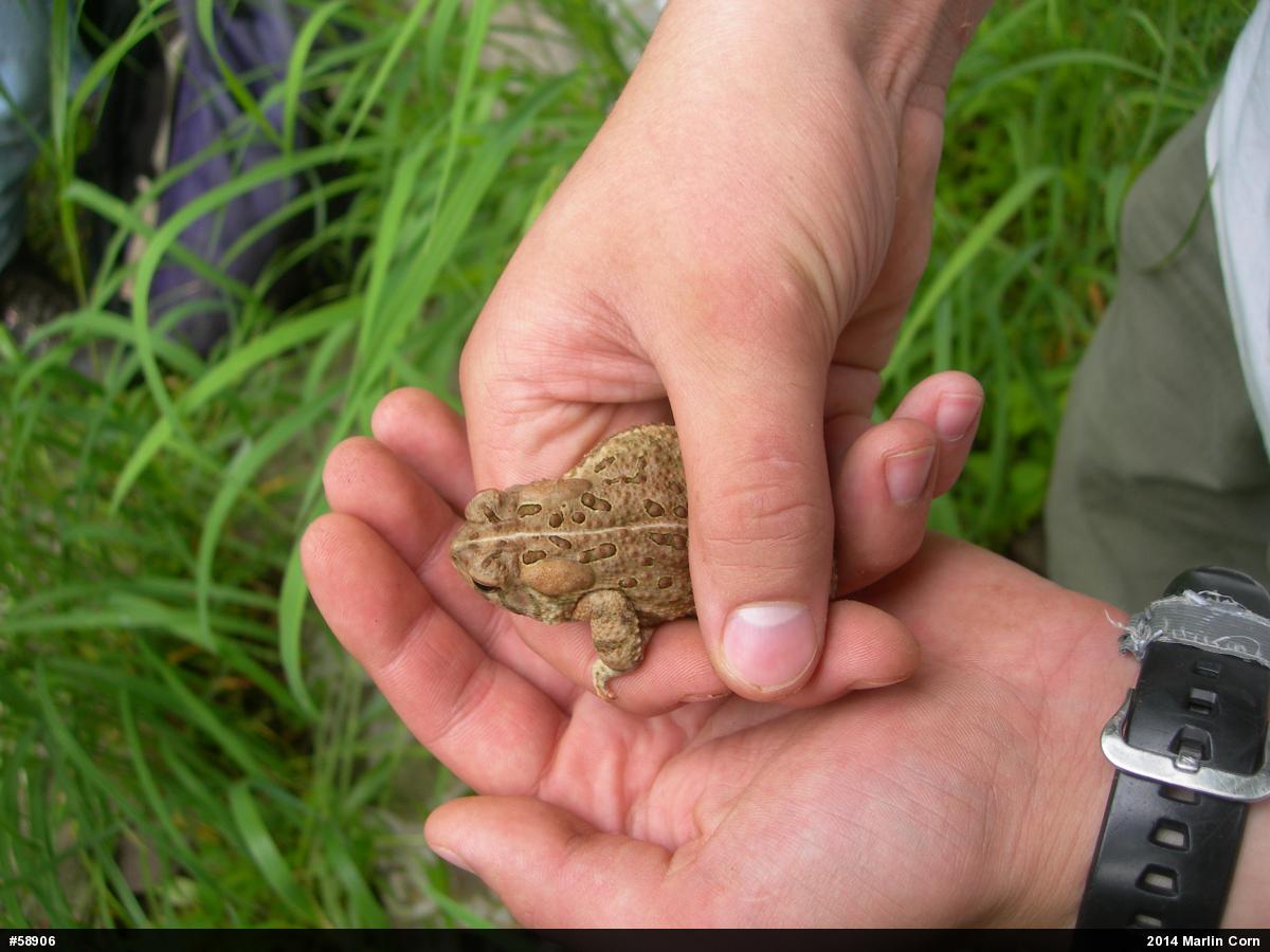 Eastern American Toad