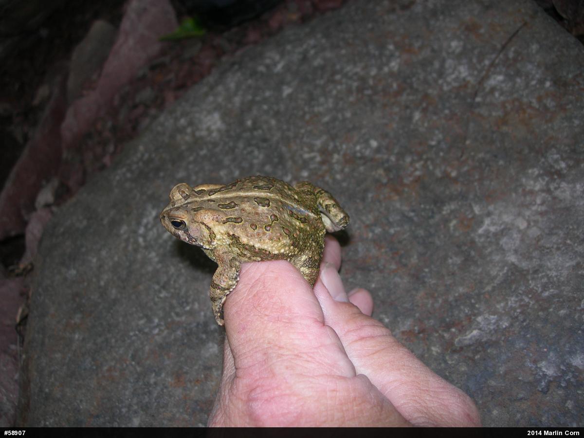Fowler's Toad