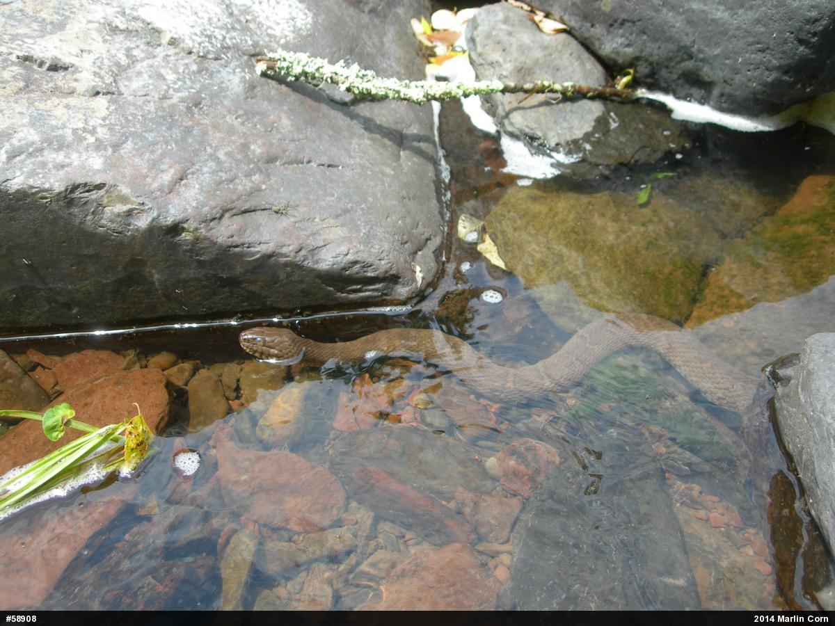 Northern Watersnake