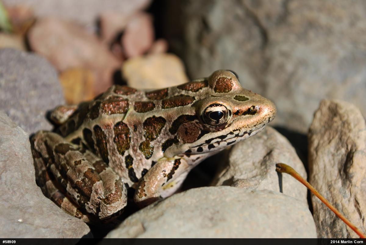 Pickerel Frog