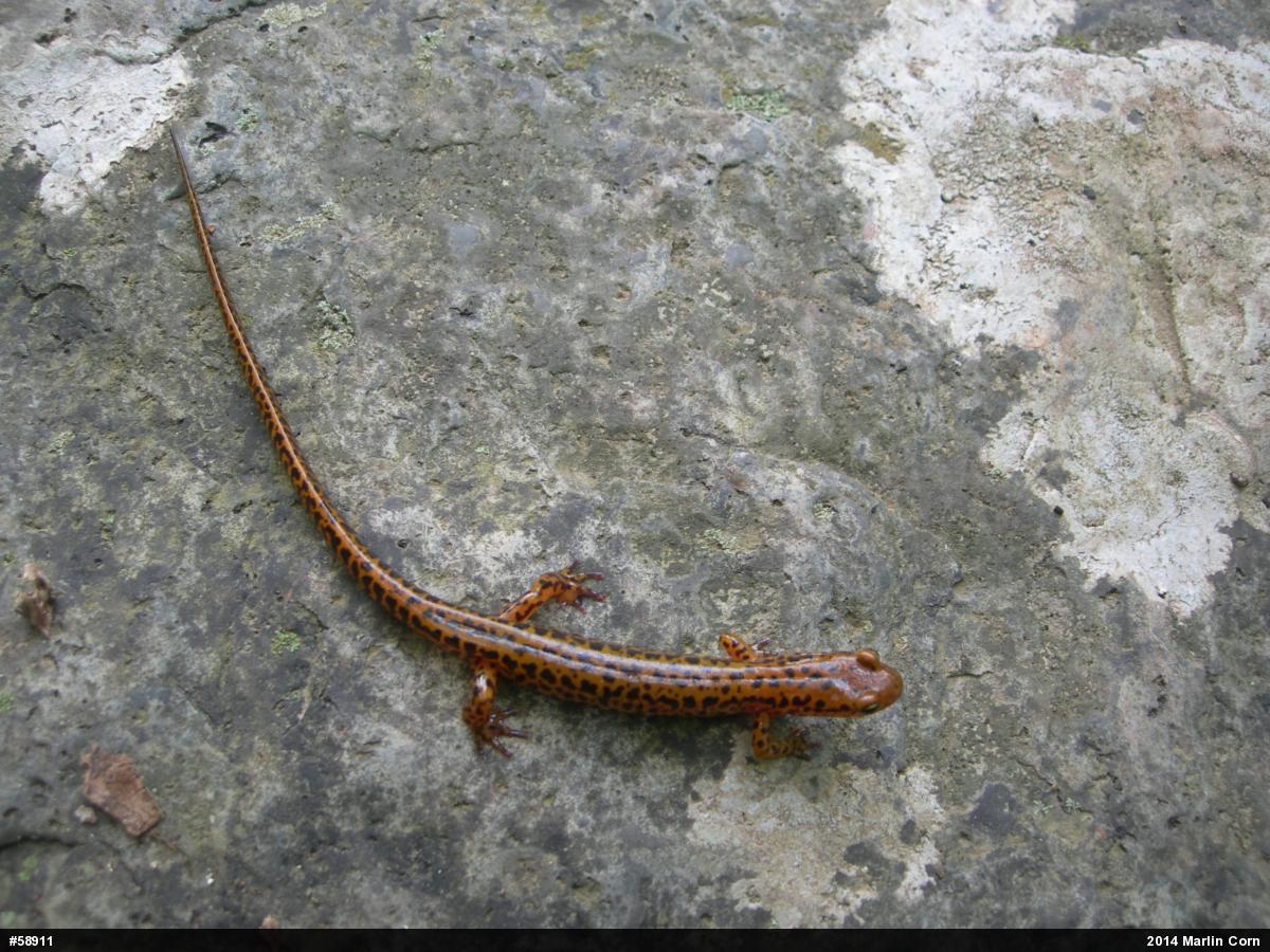 Eastern Long-tailed Salamander
