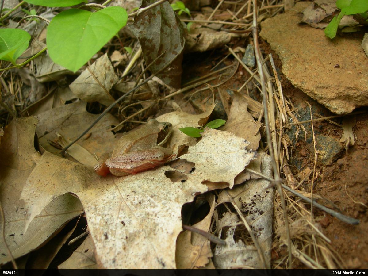 Wood Frog